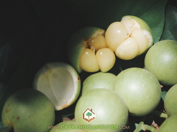 Trái Dâu Da Xanh