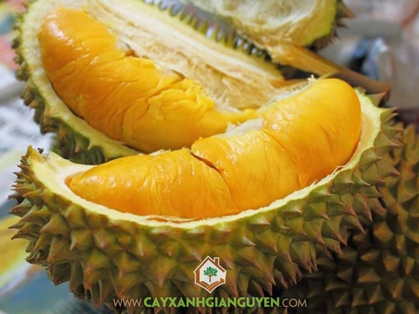 Trái Sầu Riêng Musang King