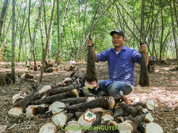 Măng Tre Mạnh Tông