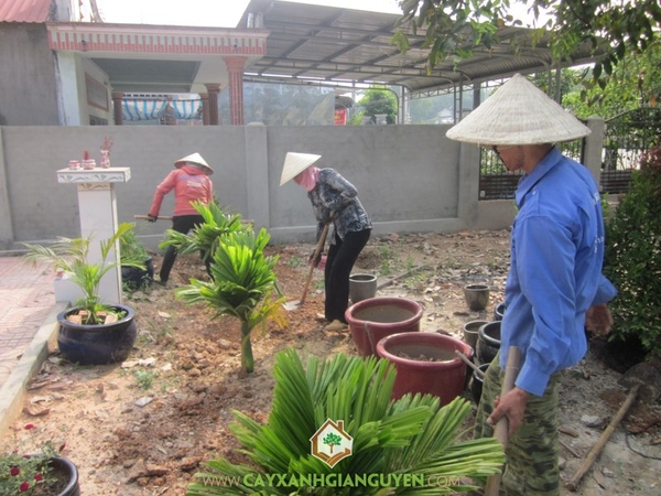 Kỹ thuật trồng