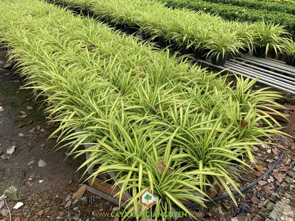 Cây Dứa Vạn Phát