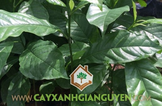 Cây Giổi Xanh