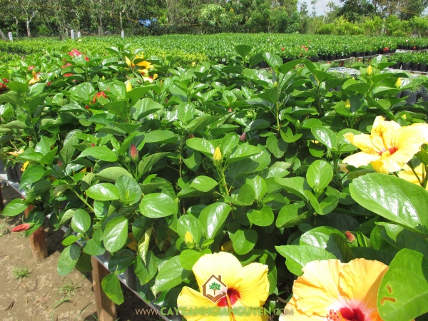 Cây Bông Bụp Thái