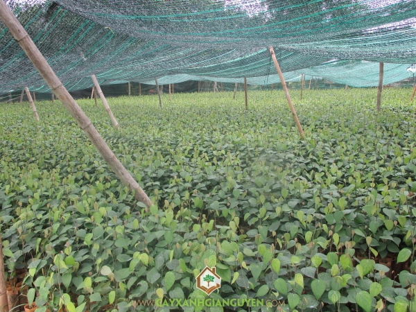 Cây Tiêu Vĩnh Linh