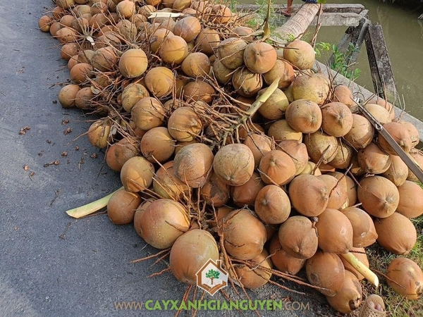 Trái Dừa Xiêm Đỏ Mã Lai