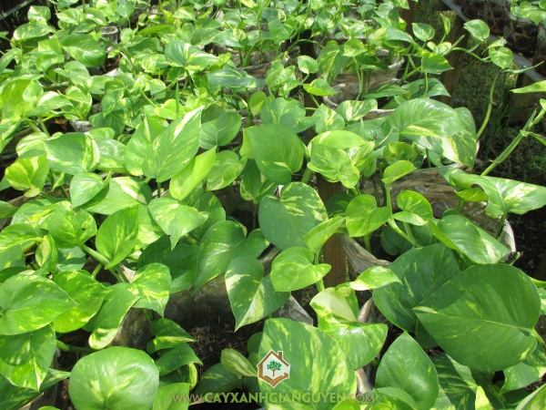 Cây Trầu Bà