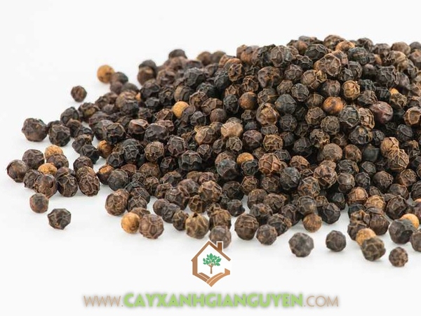 Hạt Tiêu Vĩnh Linh