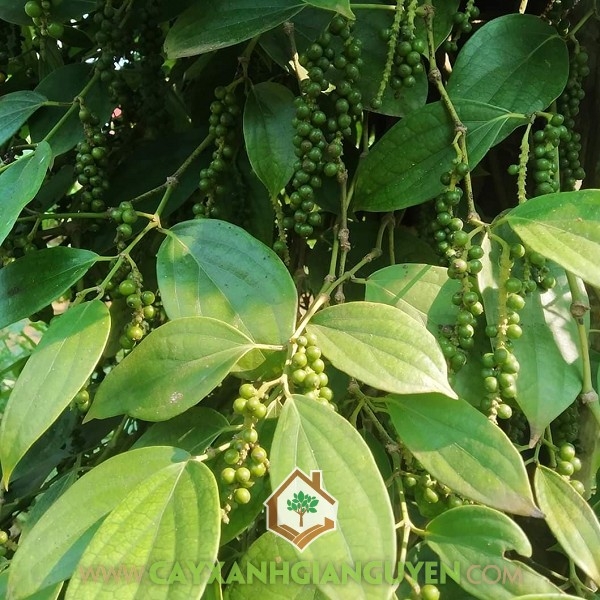 Hạt Tiêu Vĩnh Linh