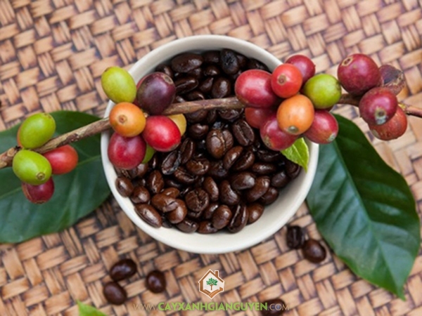 Hạt Cà Phê