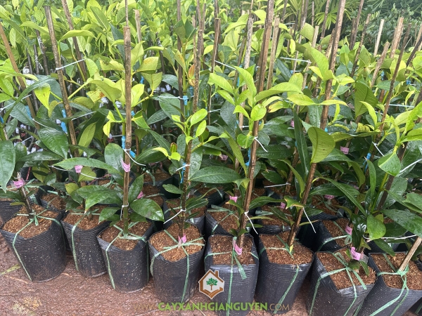 Cây Măng Cụt Ghép