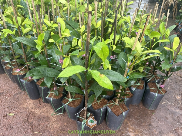 Cây Măng Cụt Ghép