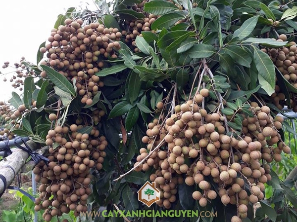 Trái Nhãn Hồng Phúc