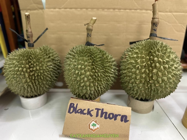 Trái Sầu Riêng Black Thorn