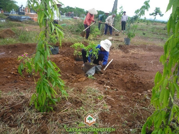 Nhân công Trồng Cây