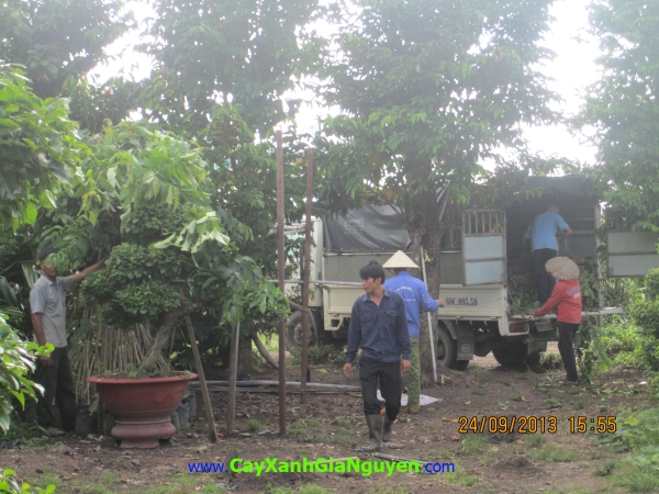 Công nhân bốc dỡ cây giống
