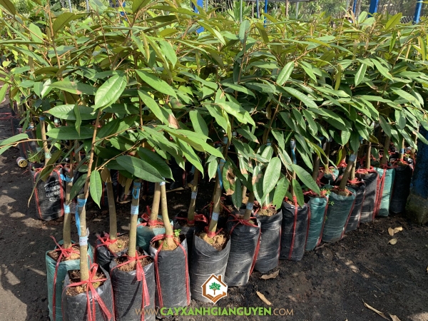 Cây Sầu Riêng Musang King