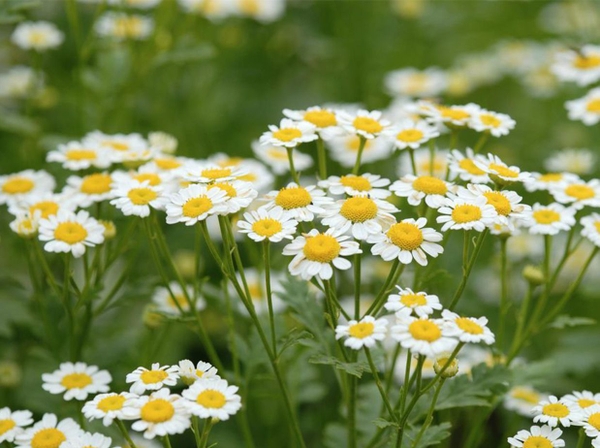 Cúc Chamomile