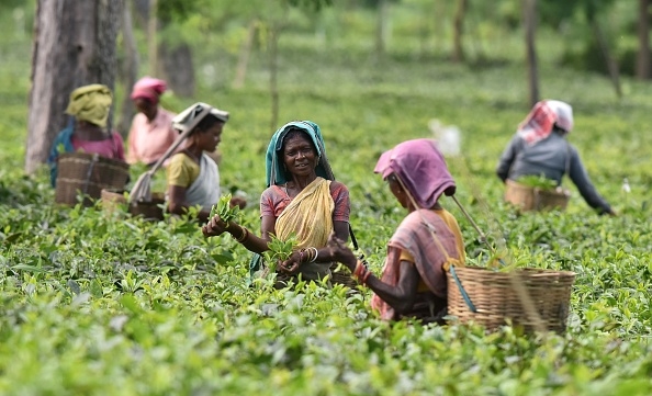 Sri Lanka là nước xuất khẩu Trà thứ 3 thế giới