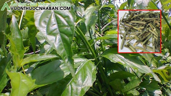 Cây bìm bịp