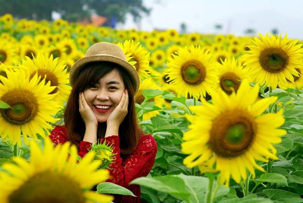 Kết quả hình ảnh cho le hội hoa hướng dương