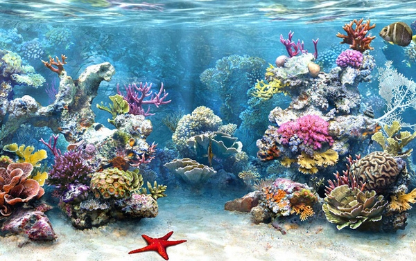 DU LỊCH NHA TRANG LẶN BIỂN NGẮM SAN HÔ