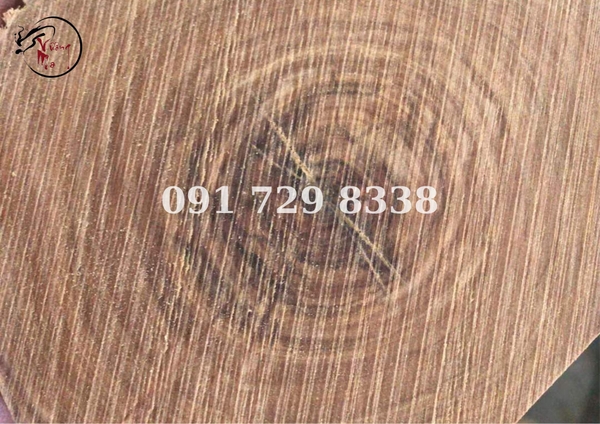 đặc tính của cây đàn hương ấn độ