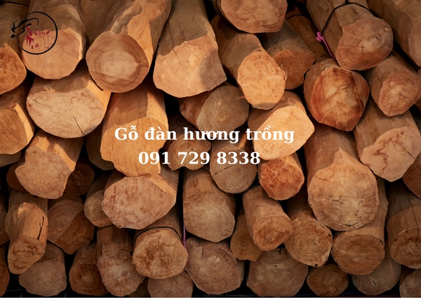 nhận biết gỗ đàn hương rừng và đàn hương trồng