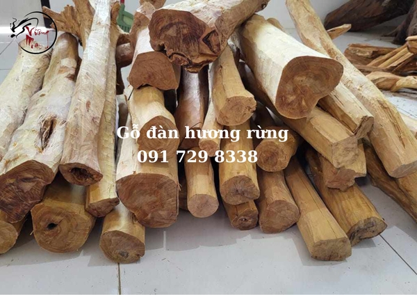 đàn hương rừng và đàn hương trồng