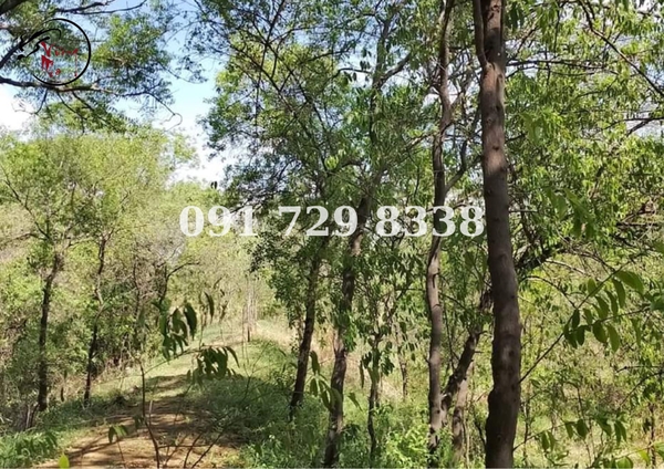 đàn hương ấn độ