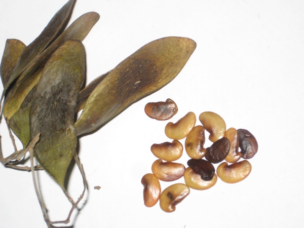 Quả và hạt của cây sưa đỏ