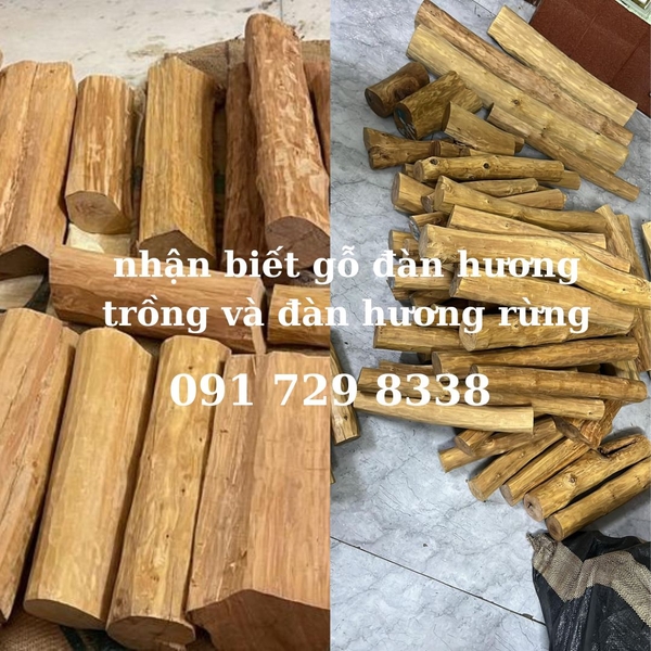 bí kíp phân biệt gỗ đàn hương