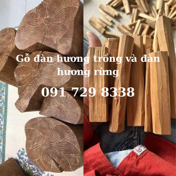nhận biết gỗ đàn hương rừng và đàn hương trồng rừng