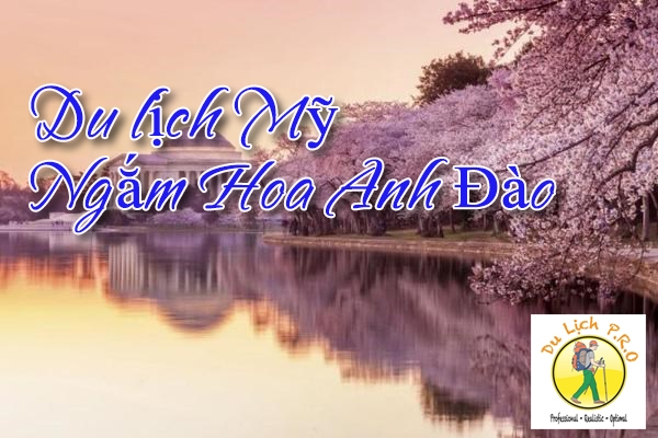 Đi Mỹ bạn cần biết những điều này Ngam-hoa-anh-dao-my-produlich