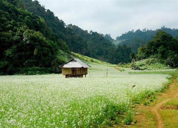 Tour Du Lịch Mộc Châu - Sapa Giá Rẻ 2023