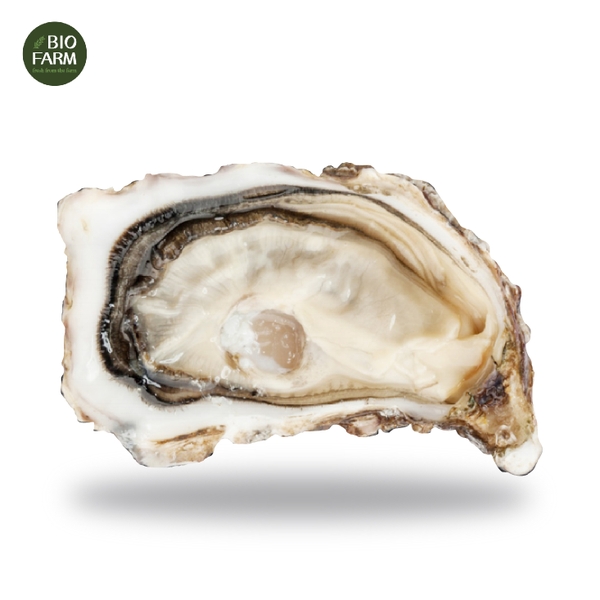 Hàu Pháp tươi - Fine N1 24 pc Oysters Brittany