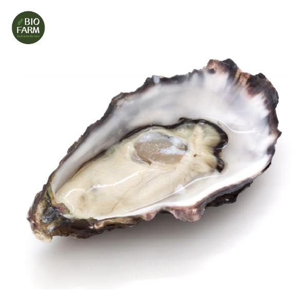 Hàu Pháp tươi - Super Special 12 N2 Oysters Normandy