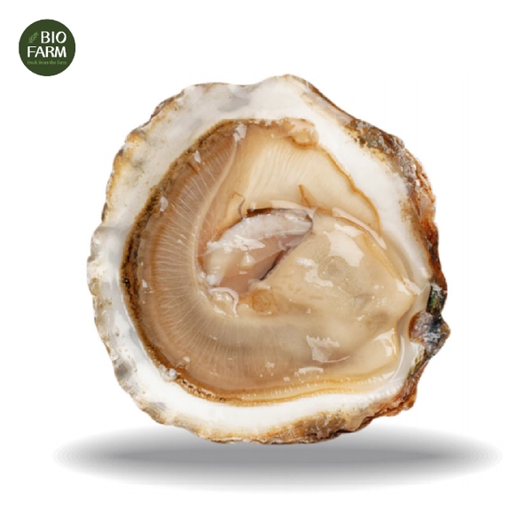 Hàu dẹt Pháp tươi - Belon N2 25 pc Oysters Brittany