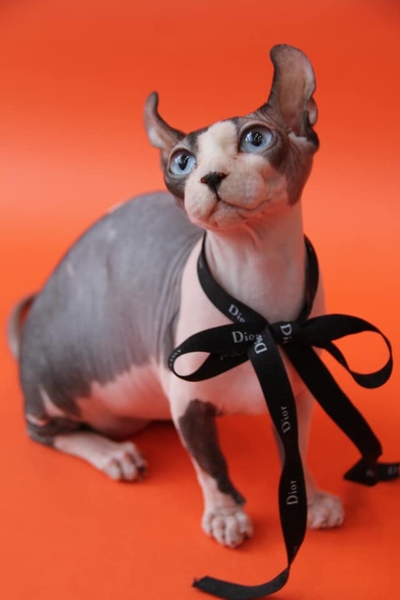NHỮNG ĐIỀU BẠN CÓ THỂ CHƯA BIẾT VỀ MÈO SPHYNX (MÈO AI CẬP) - MÈO AI CẬP NHƯNG KHÔNG CÓ NGUỒN GỐC TỪ AI CẬP