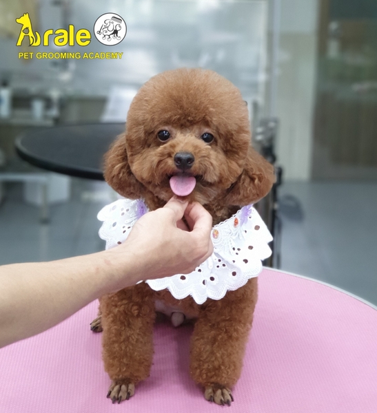 ARALE PETSHOP - CUNG CẤP TẤT CẢ CÁC LOẠI DỊCH VỤ CHĂM SÓC VÀ LÀM ĐẸP TRỌN GÓI VỚI GIÁ CẢ VÔ CÙNG HỢP LÍ CHO THÚ CƯNG NHÀ BẠN