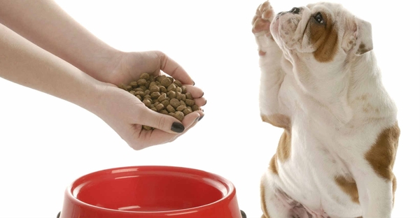 CÁCH TRỊ CHỨNG BIẾNG ĂN CỦA CHÓ