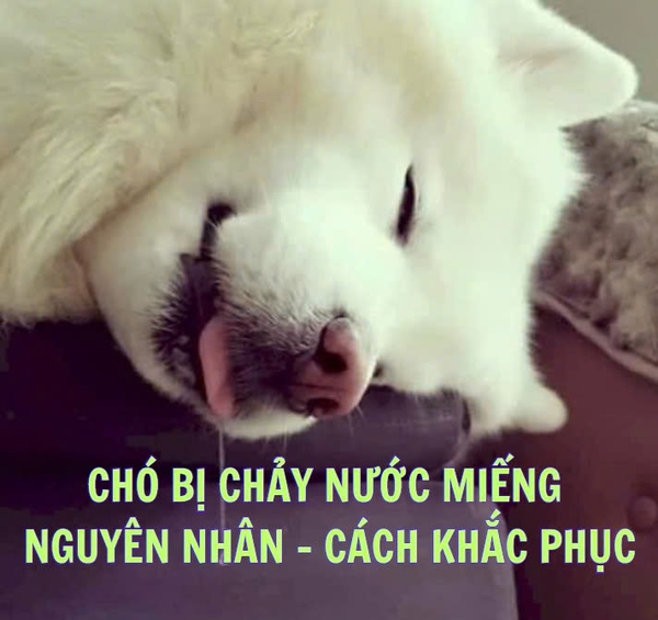 Nguyên nhân và cách phòng ngừa chó bị chảy nước miếng
