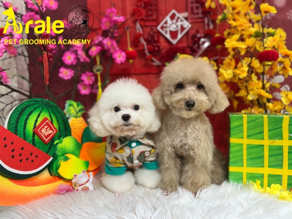 ĐẶT LỊCH LÀM ĐẸP CHO THÚ CƯNG ĐÓN TẾT TẠI ARALE NGAY KẺO MUỘN !!! 🏮️🎉