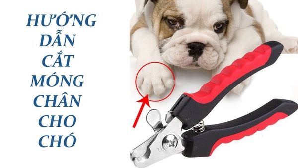 Hướng dẫn cắt móng chân cho chó mèo