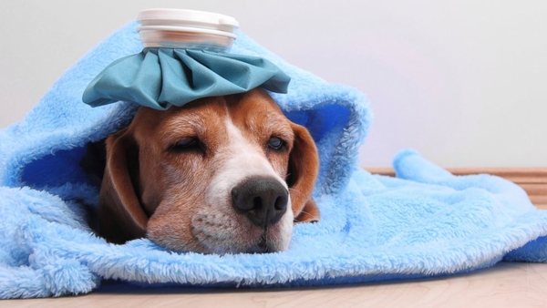 Chó bị sốt bỏ ăn phải làm sao? Cách chữa chó bị sốt nôn bỏ ăn