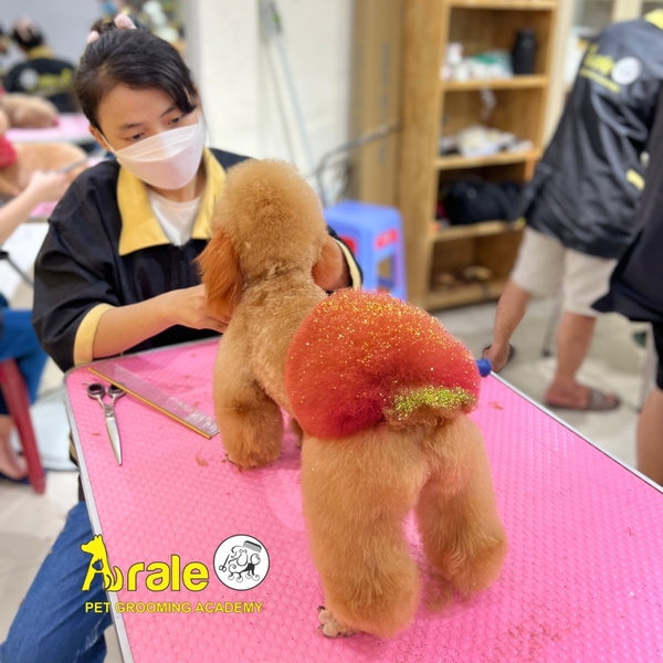 🐩 THỰC HÀNH NHUỘM VÀ TẠO HÌNH TRÊN GIỐNG CHÓ POODLE 🐩 - ARALE PET GROOMING