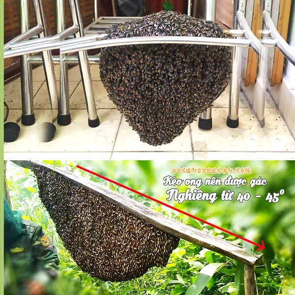 Cách dụ ong mật về làm tổ và bắt ong rừng, kỹ thuật gác kèo