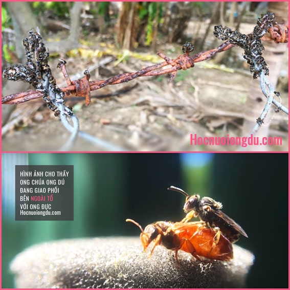 Ong Chúa Giao Phối Ra Sao? Đời Sống Xã Hội Của Ong Dú & Ong Mật