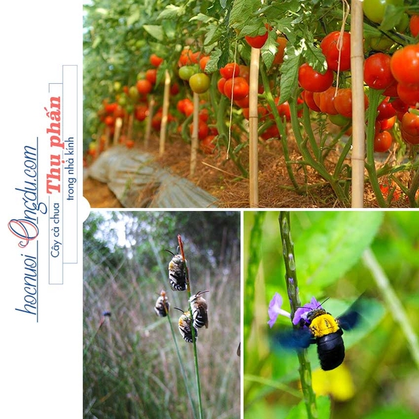 Cách Thụ Phấn Cho Cà Chua Bằng Bumblebee, 3 Giải Pháp Thay Thế