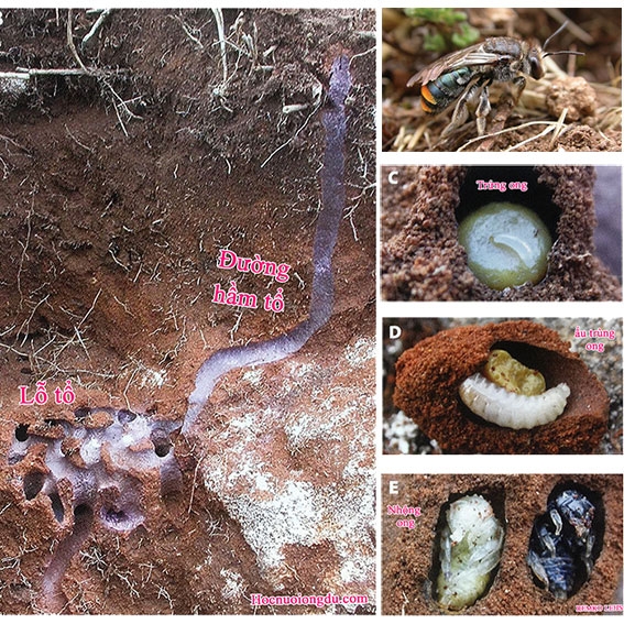 Tìm hiểu về tổ tiên của con ong mật và ong dú trông như thế nào?