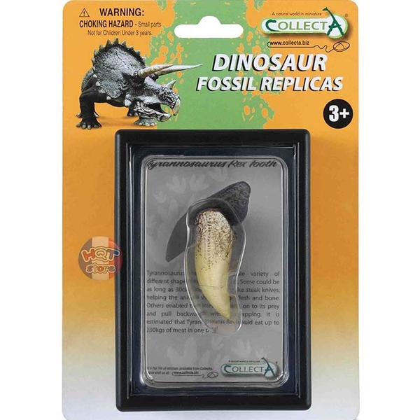 Mô hình hoá thạch răng hàm khủng long T-Rex hãng CollectA 89281